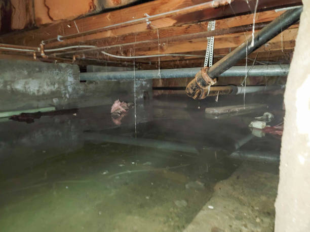 Best Mold removal after water damage  in Valdez, AK